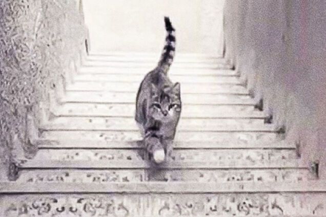 Кот идет вверх или вниз? Быстрый на личность