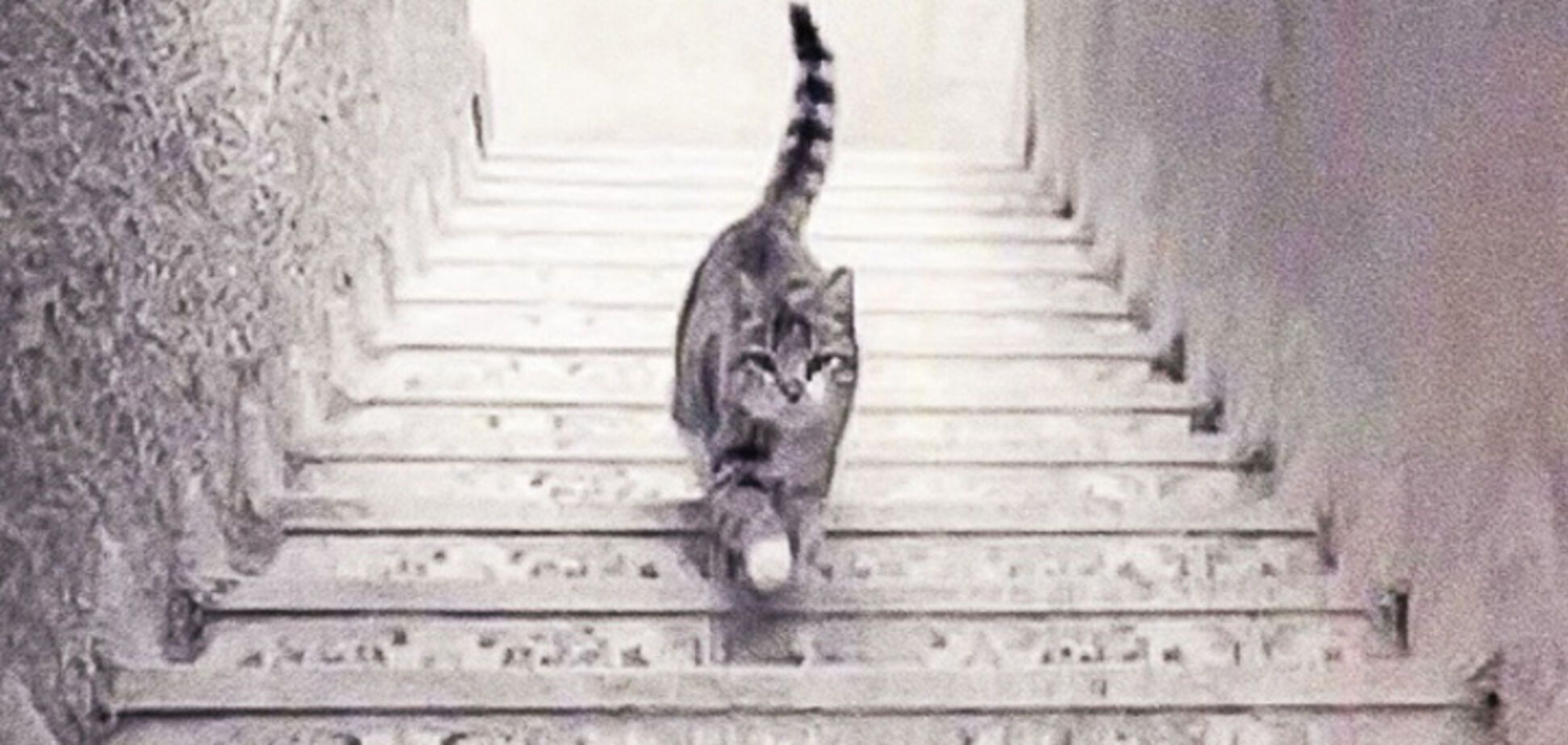 Кот идет вверх или вниз? Быстрый на личность