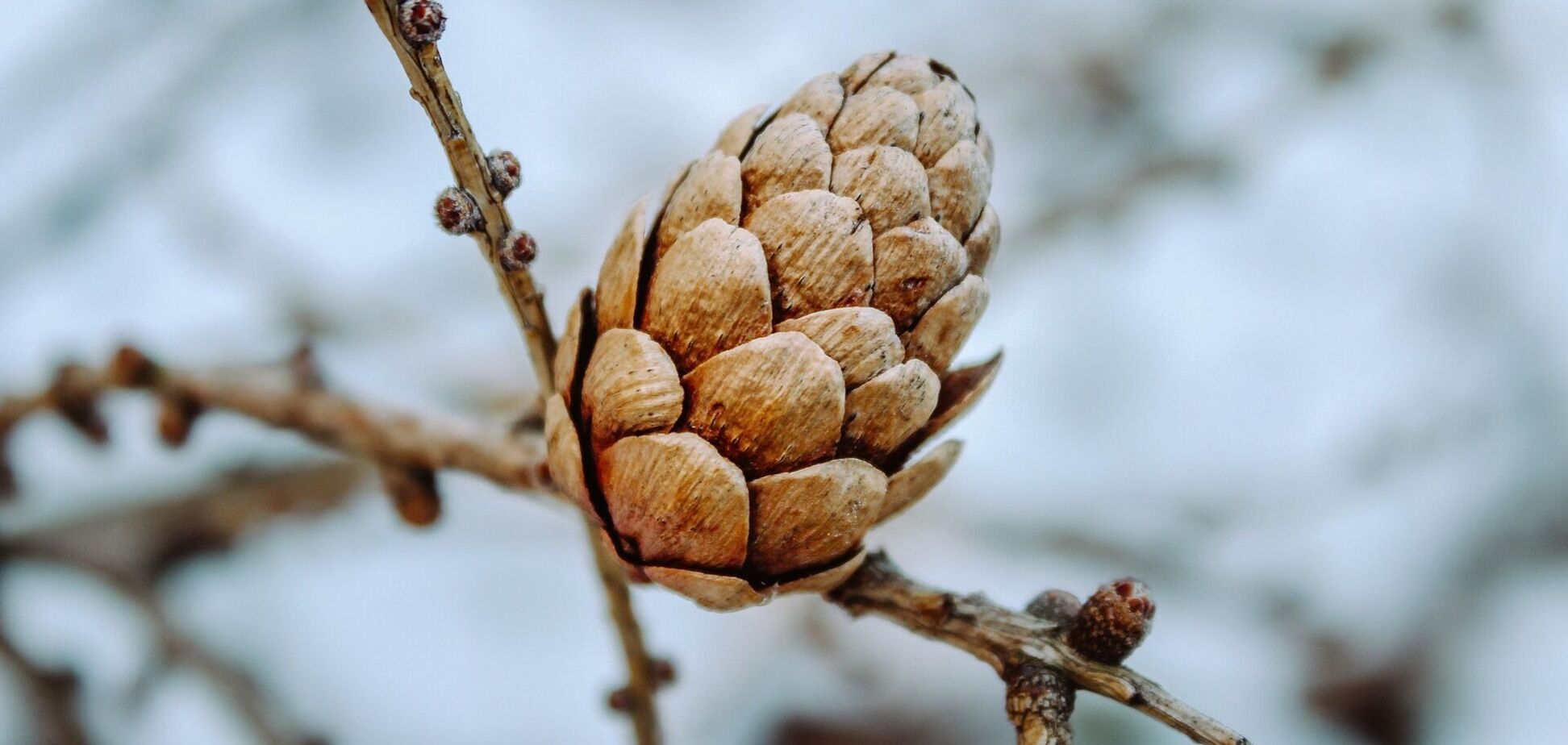 В Украине декабрь выдался аномально сухим: каким был дефицит осадков