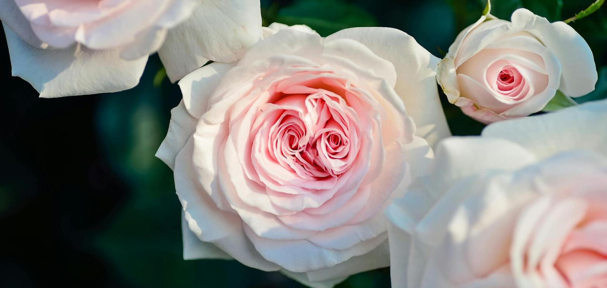 Чем обрабатывать розы весной, чтобы они не болели: этот продукт точно есть у вас дома