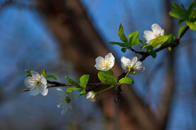 В Україні буде до 18 градусів тепла: синоптики дали детальний прогноз на вівторок. Карта