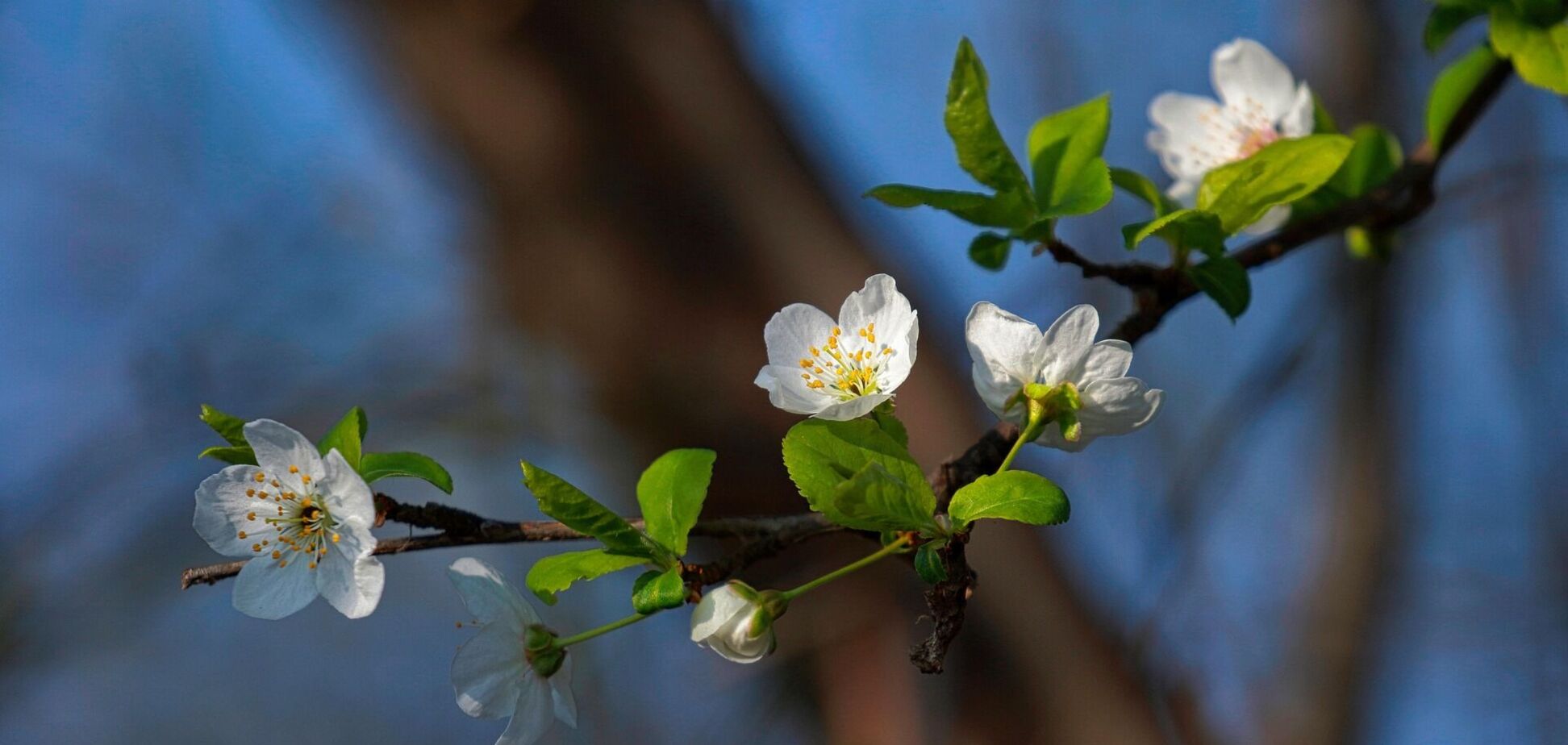 В Україні буде до 18 градусів тепла: синоптики дали детальний прогноз на вівторок. Карта