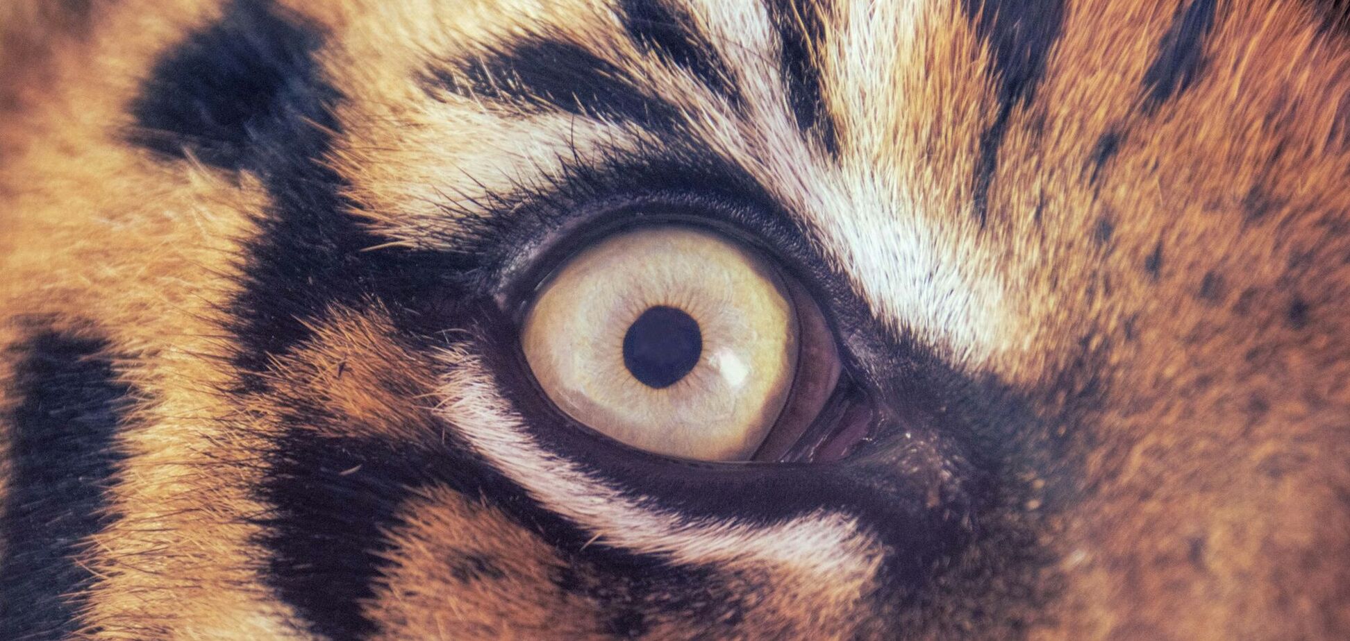 Почему у животных разная форма зрачков: научное объяснение