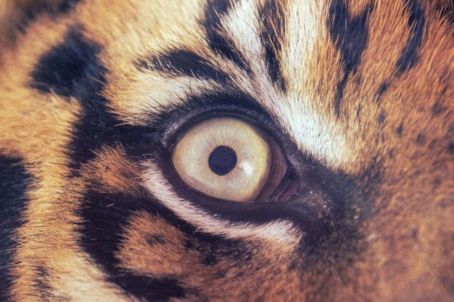 Почему у животных разная форма зрачков: научное объяснение