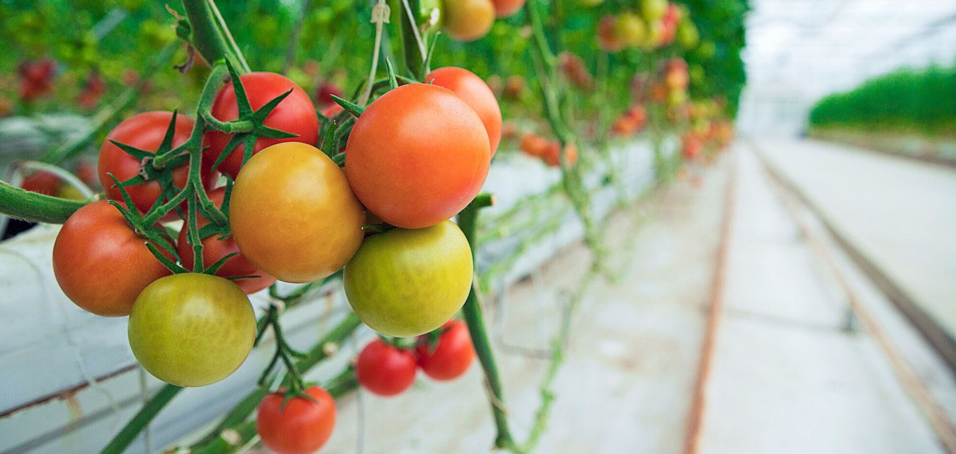 Ілюстрація - помідори в теплиці