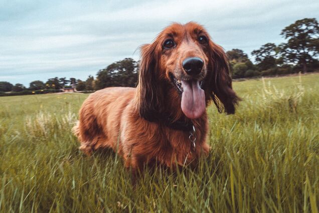 Не бордер-коллі чи мопс: топ-5 'найпростіших' порід собак, які підійдуть для власників-новачків