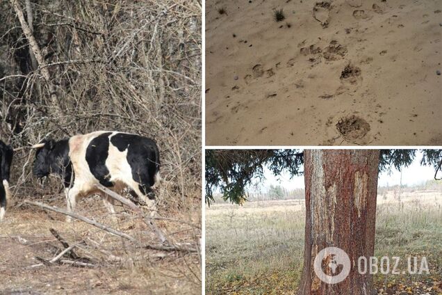 Возможное нападение медведя: в Чернобыльской зоне ранен вожак уникального стада одичавших коров. Фото