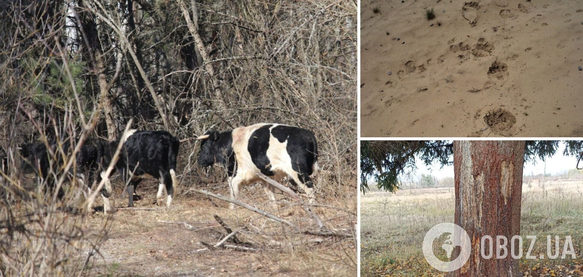 Возможное нападение медведя: в Чернобыльской зоне ранен вожак уникального стада одичавших коров. Фото