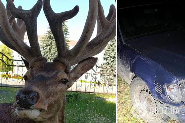 На Ривненщине авто сбило оленя Бориса, который стал звездой соцсетей: животное в тяжелом состоянии. Фото и видео