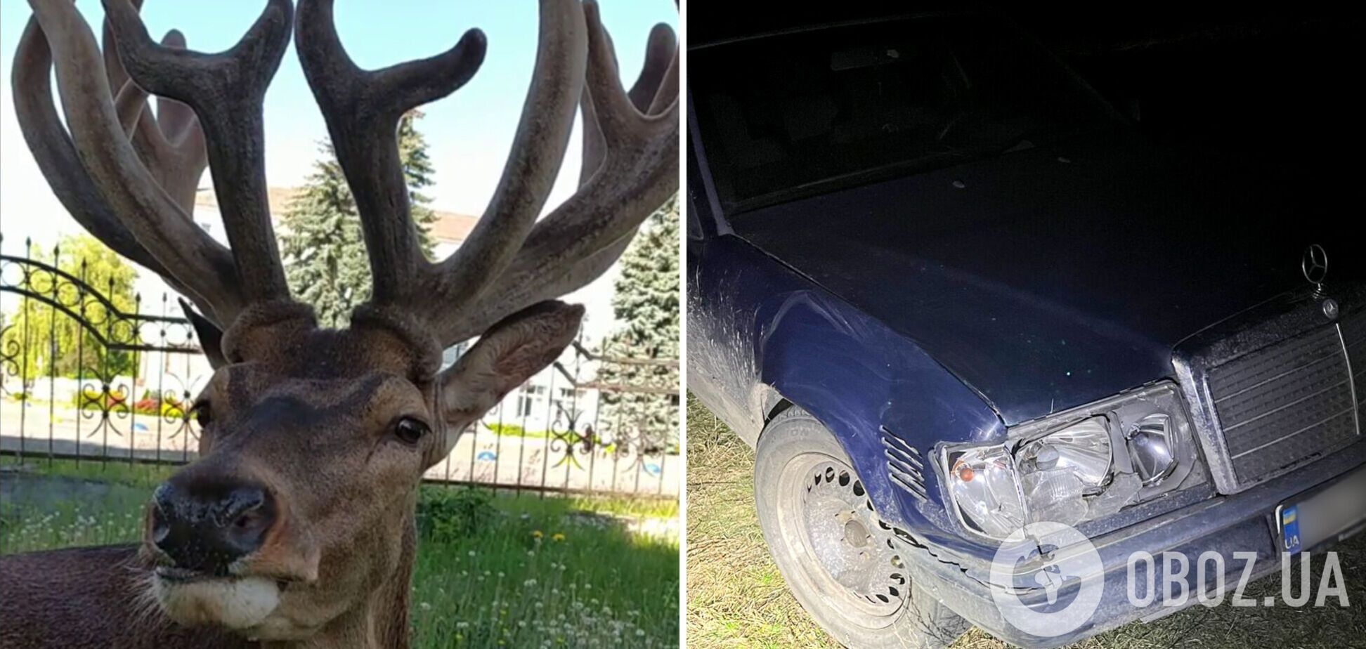 На Рівненщині авто збило оленя Бориса, який став зіркою соцмереж: тварина у важкому стані. Фото і відео