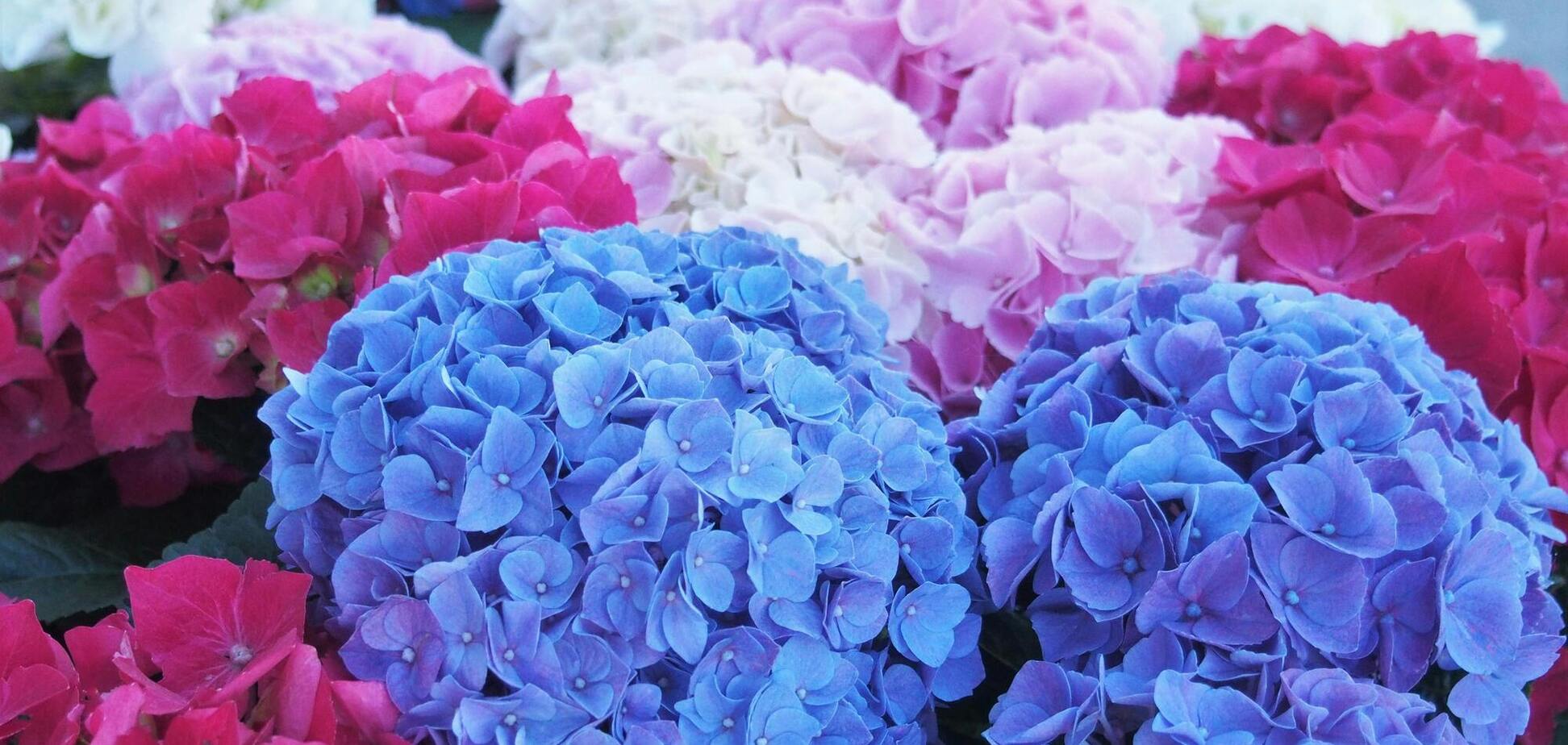 Что сделать с гортензией, чтобы она зацвела еще пышнее в следующем году: простая задача