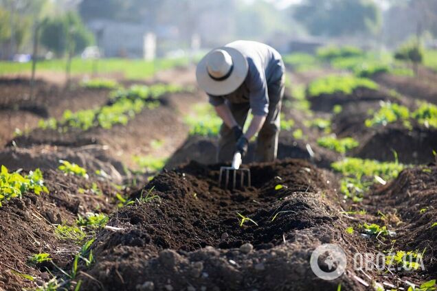 Що треба посіяти на городі в першу чергу: названі 3 культури