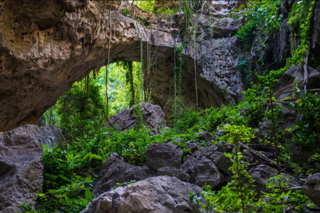 Вчені приголомшені: у Камбоджі знайшли невідомих раніше тварин