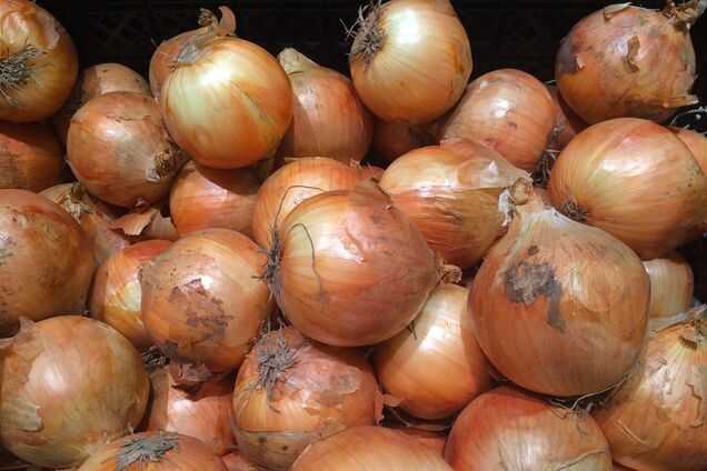 Ілюстрація - ріпчаста цибуля