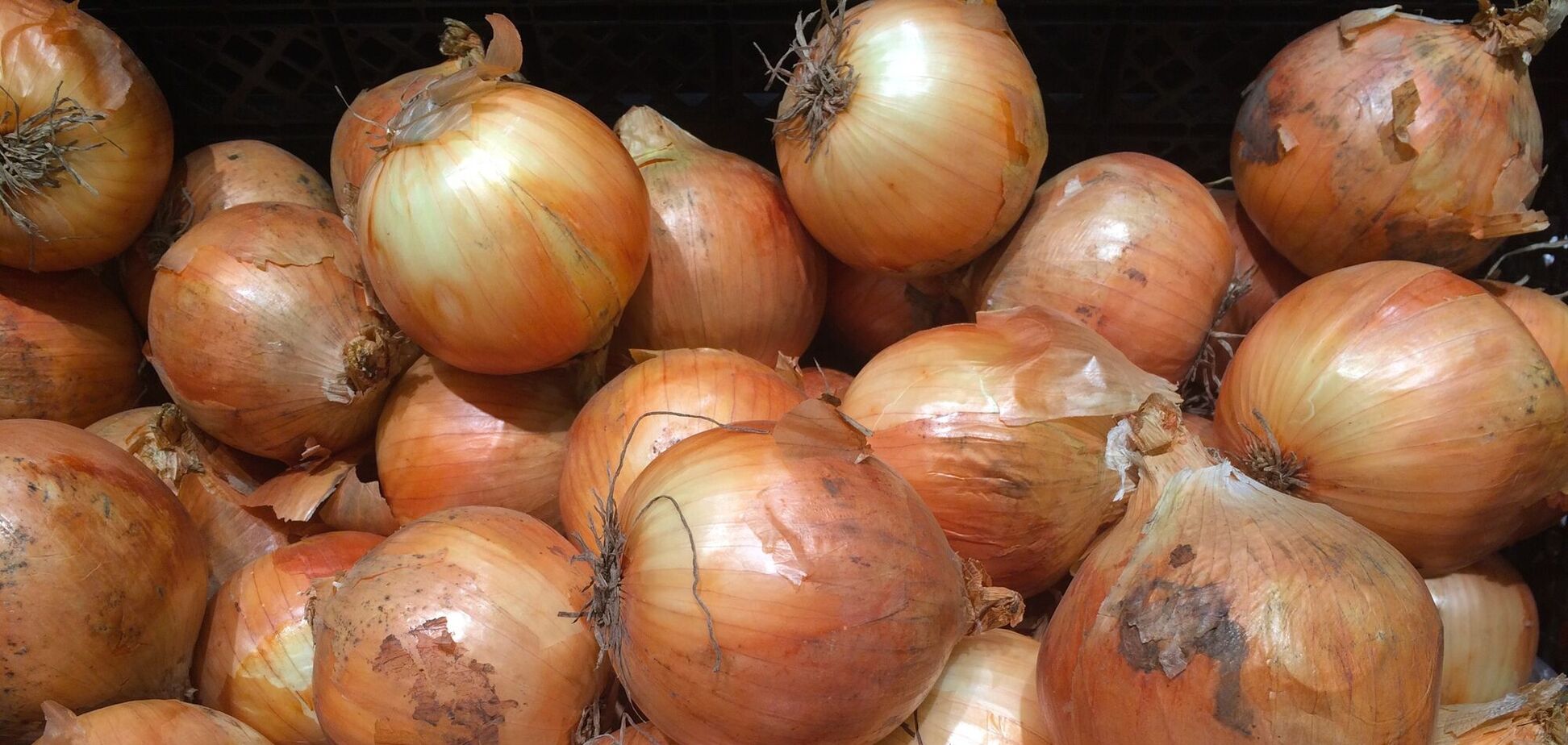 Ілюстрація - ріпчаста цибуля