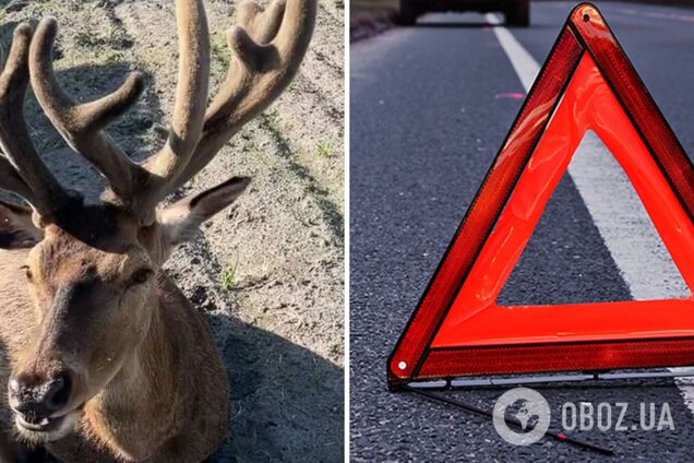 Тварина може не вижити: з'явились нові дані про стан оленя Бориса після ДТП
