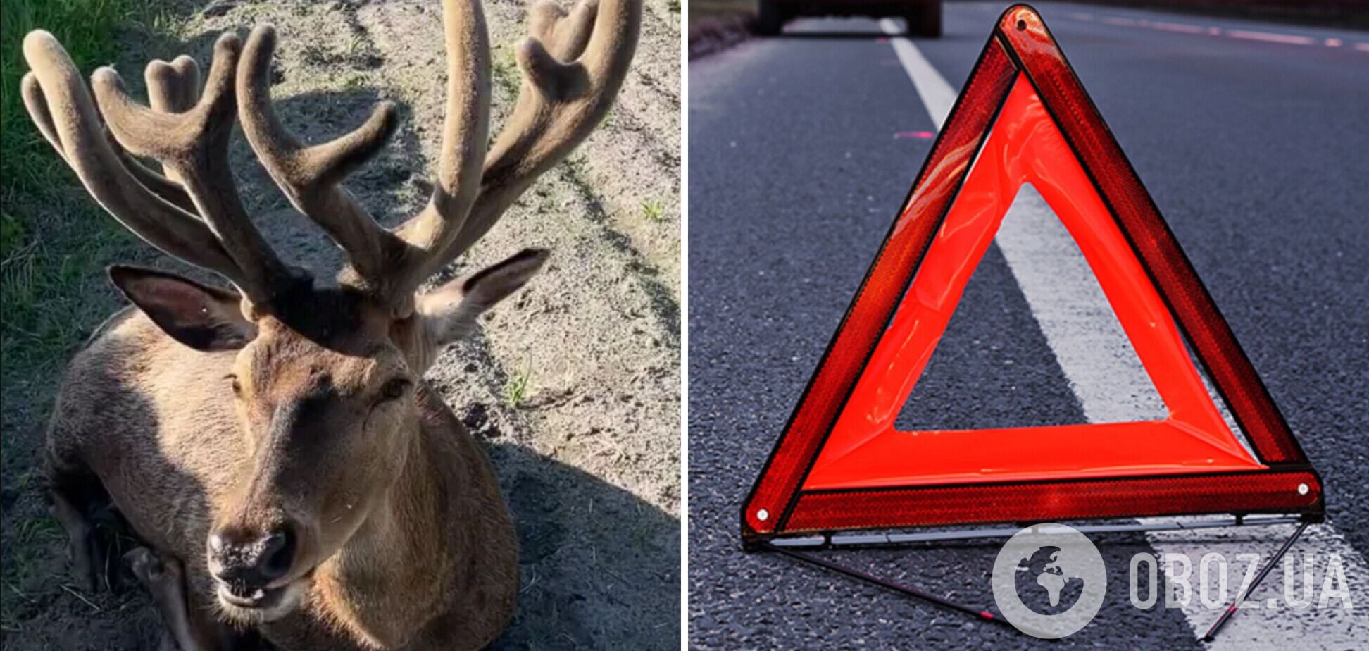 Тварина може не вижити: з'явились нові дані про стан оленя Бориса після ДТП