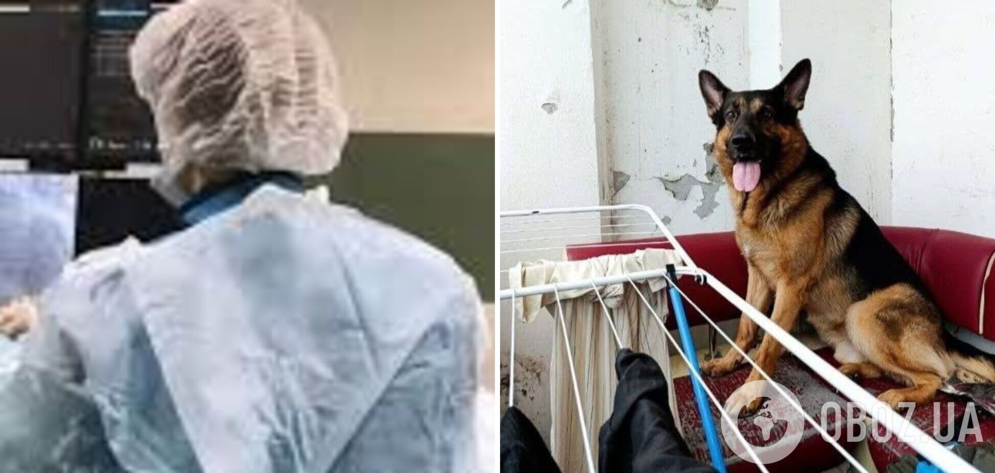 У Кривому Розі вівчарка розірвала обличчя дівчині під час стриму у ТікТок: деталі трагедії