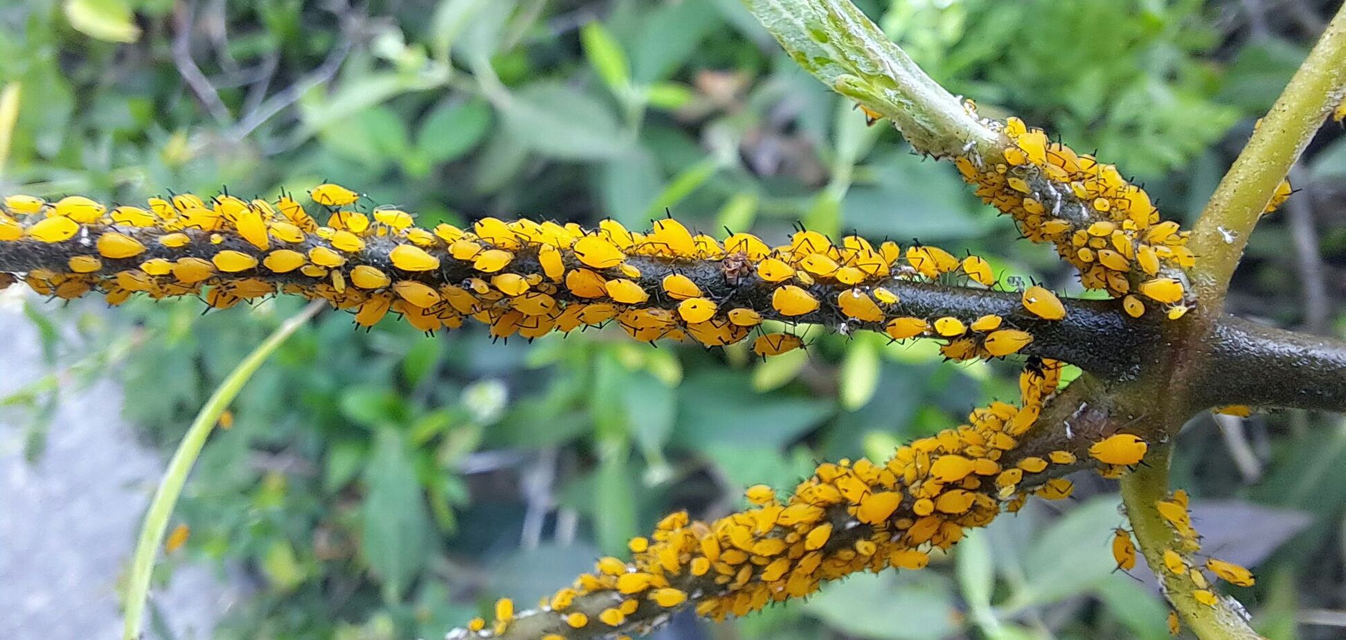 Як знищити попелицю ще до сезону городів: є дієвий спосіб