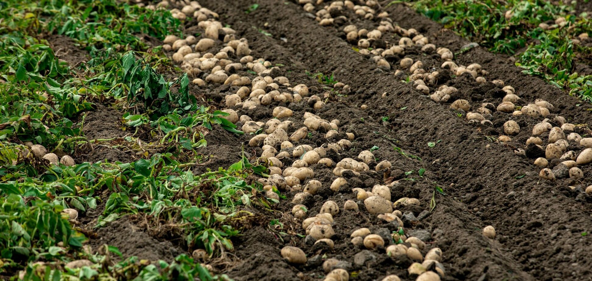 Когда сажать картофель в 2026 году: благоприятные даты