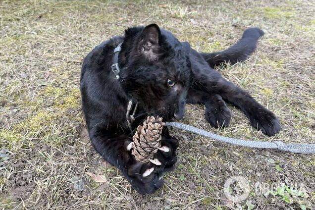 Під Києвом у парку 'XII Місяців' народилось дитинча далекосхідного леопарда рідкісного чорного кольору. Фото та відео