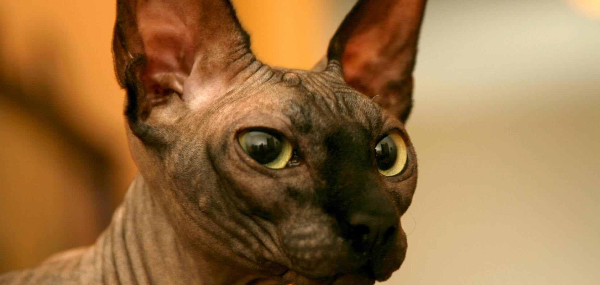 Ветеринар назвал четыре породы кошек, которых бы никогда не заводил