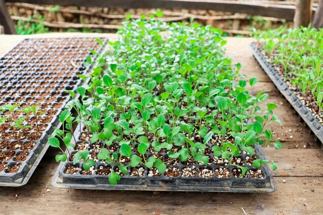 Что надо посеять в апреле, чтобы был хороший урожай