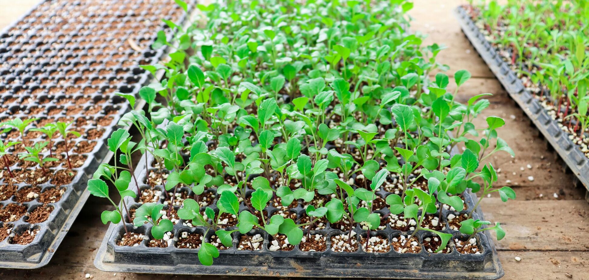 Що треба посіяти у квітні, щоб був хороший урожай