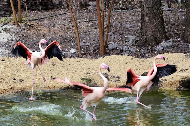 У Київському зоопарку на своє озеро повернулись рожеві фламінго. Фото та відео