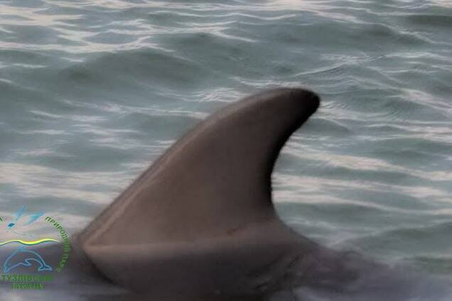 'Началась активная миграция': в нацпарке 'Тузловские лиманы' в Одесской области заметили дельфинов. Фото