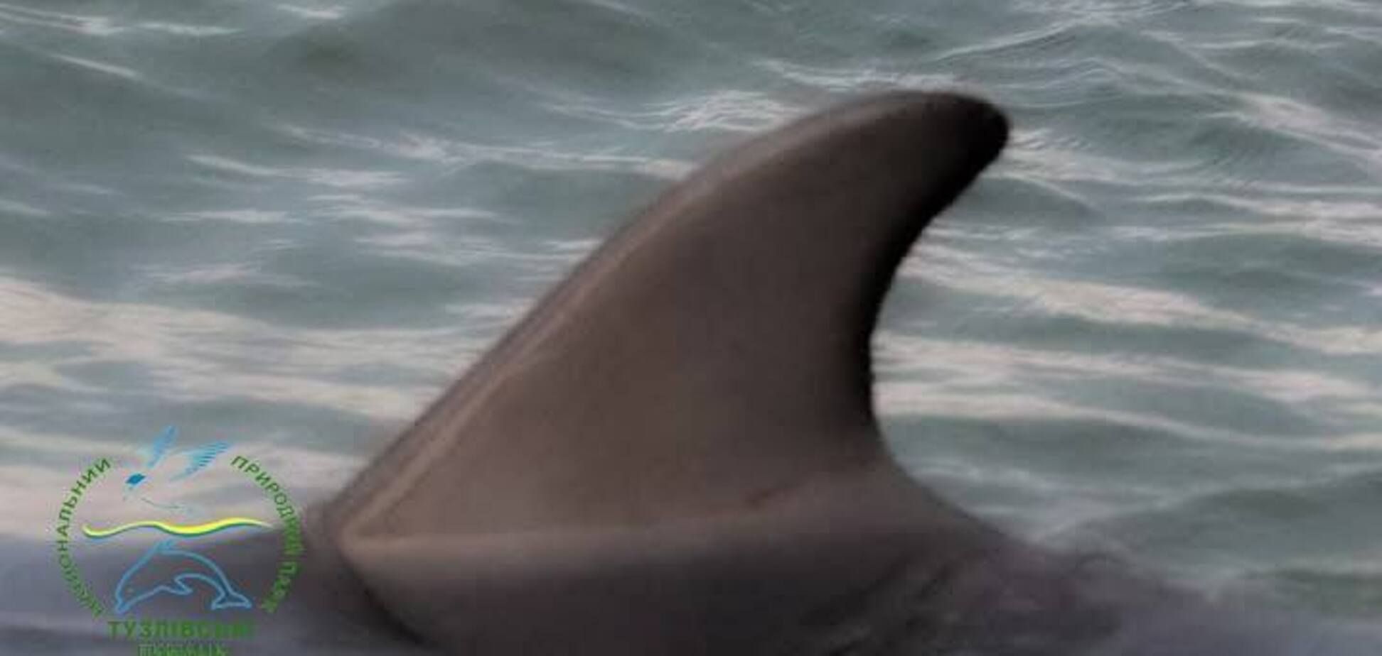 'Почалась активна міграція': у нацпарку 'Тузлівські лимани' на Одещині помітили дельфінів. Фото