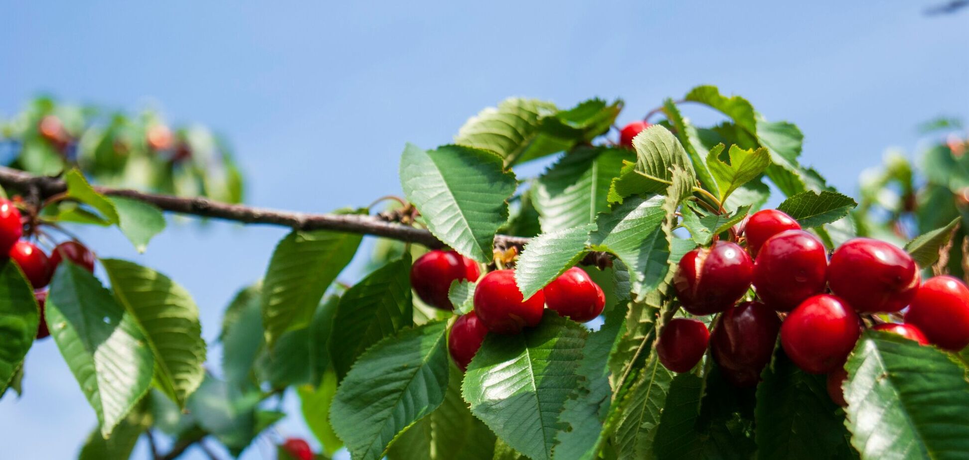 Чем подкормить вишню: будет сладкой как мед