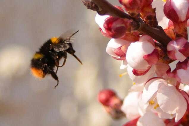 Яке свято відзначають 30 березня: все про цей день