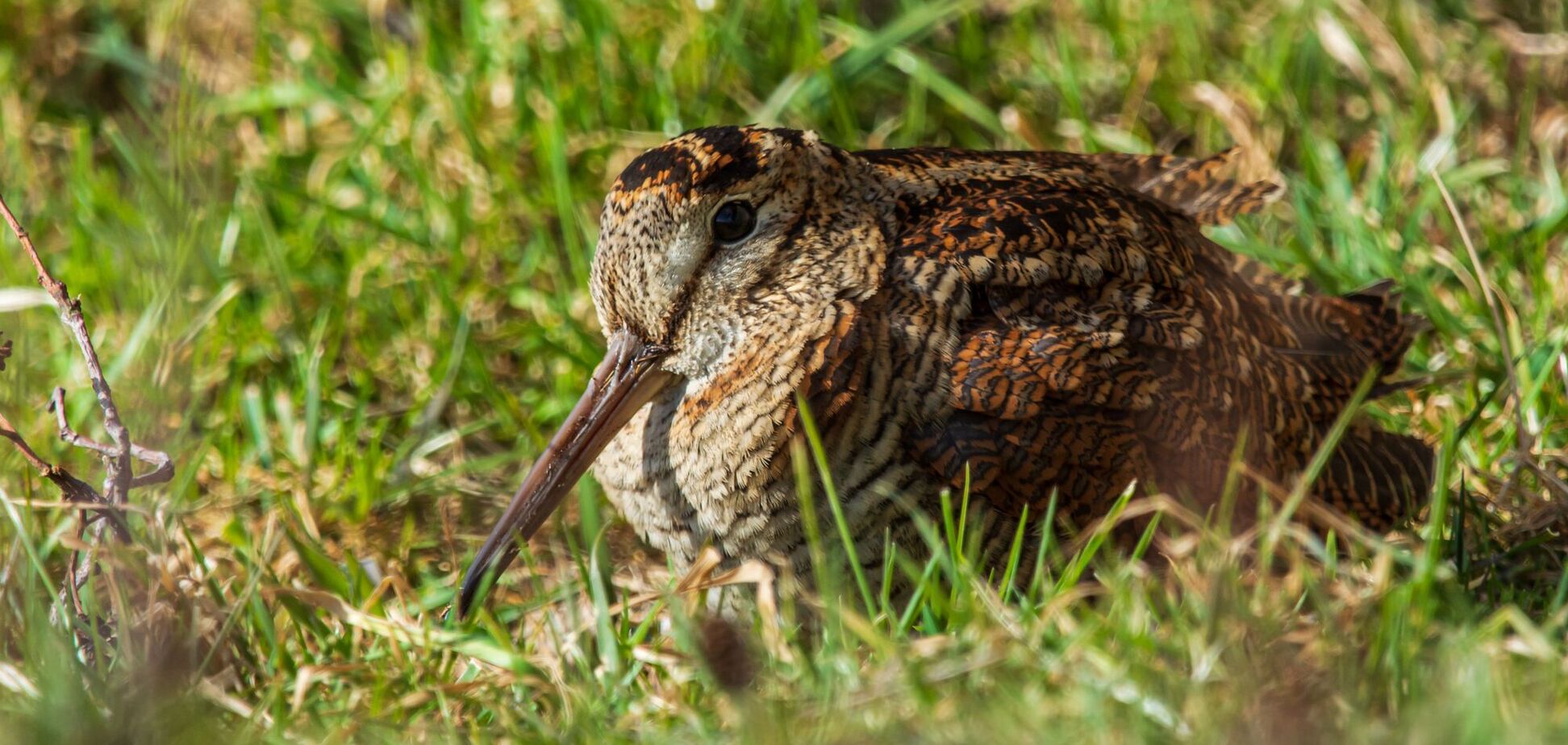 Побачити можна тільки випадково: у Чорнобильській зоні живе птах з ідеальним маскуванням. Фото