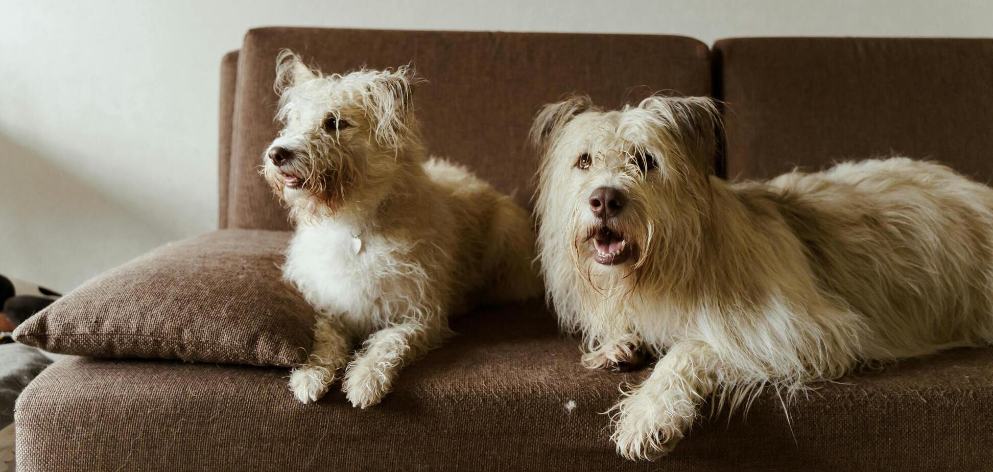 Как легко избавиться от шерсти на диване без пылесоса: трюк для владельцев домашних животных