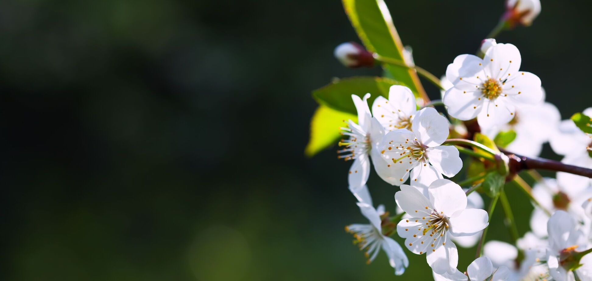 Страсть и активность: топ-4 главных черт характера людей, рожденных в апреле