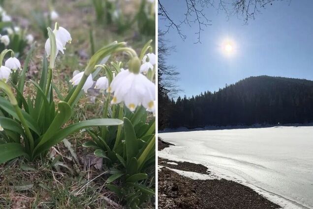 У нацпарку 'Синевир' почали квітнути підсніжники і крокуси, а також прокинулися ведмеді. Фото