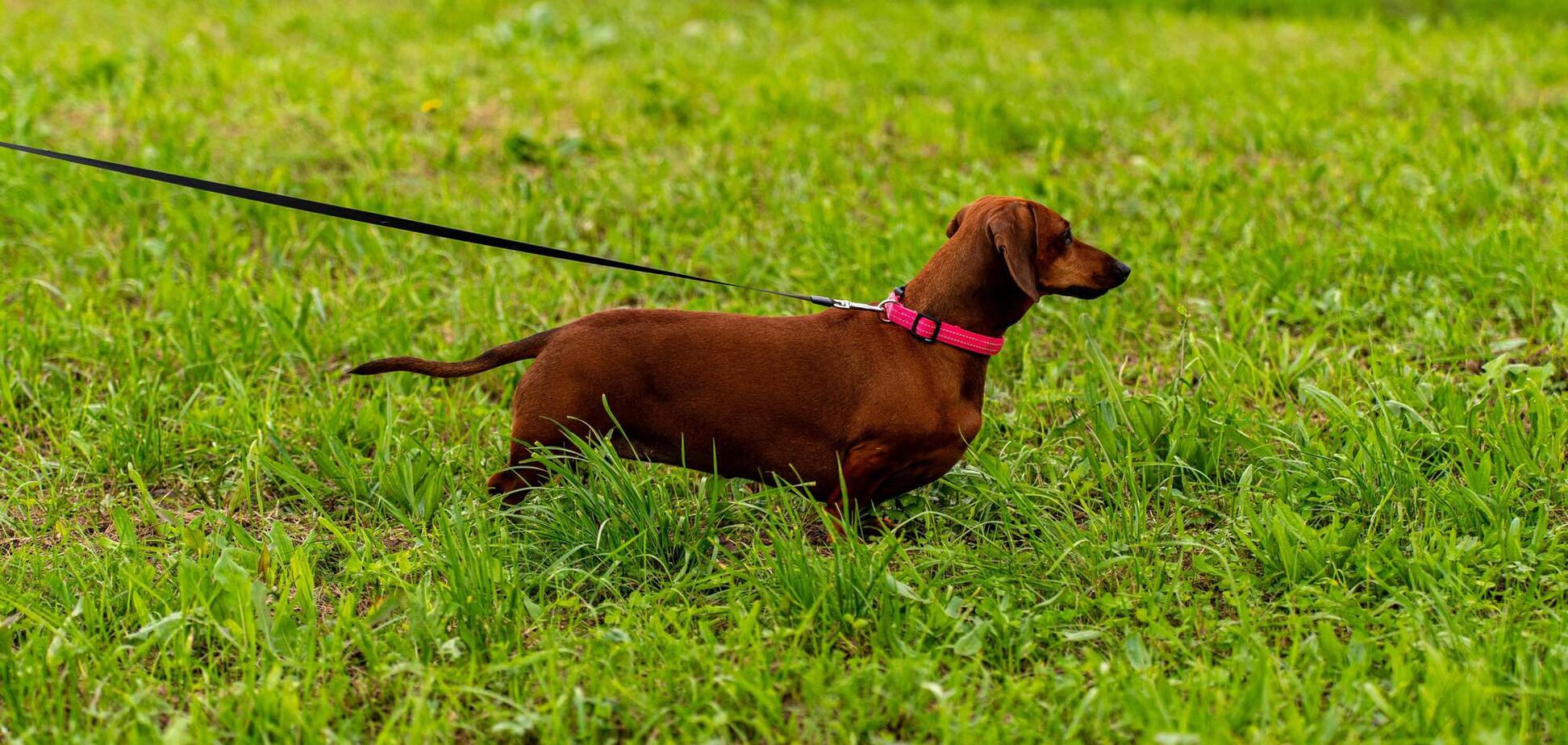 Ветеринар предостерег от владения пятью породами собак: некоторые вас удивят