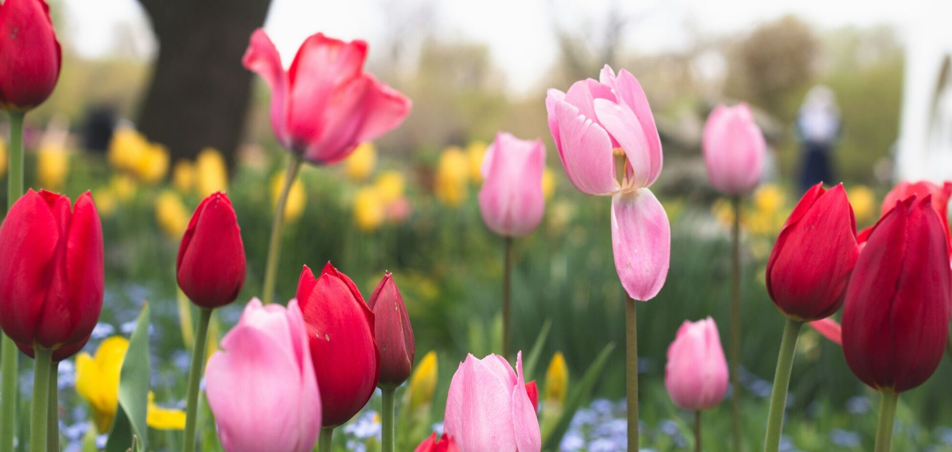 Як садити тюльпани навесні: потрібен особливий догляд