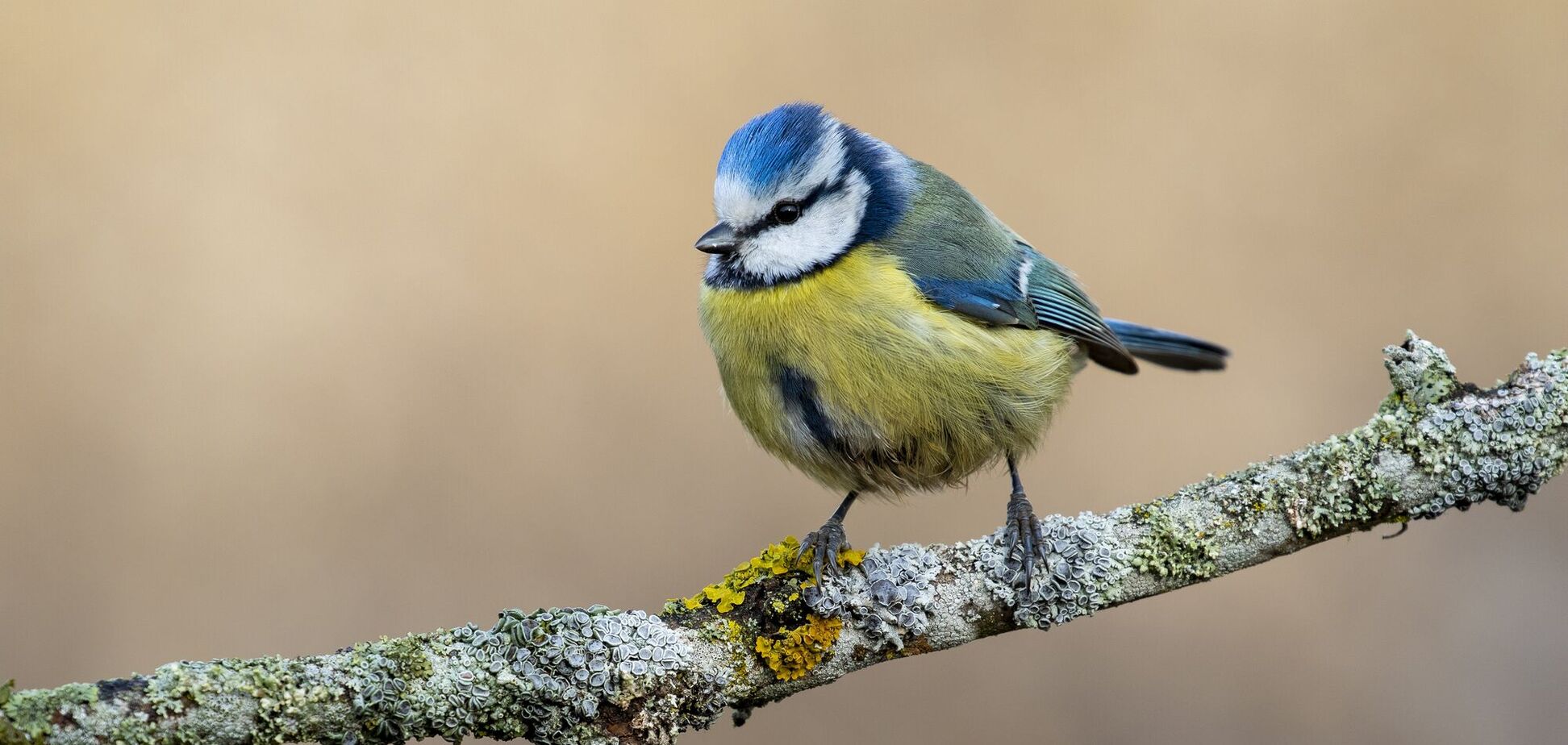 Який птах відображає вашу душу, залежно від дати народження