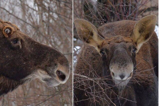 Анфас, профіль та посмішка: у Чорнобильській зоні лось спеціально позував для камери фотографа