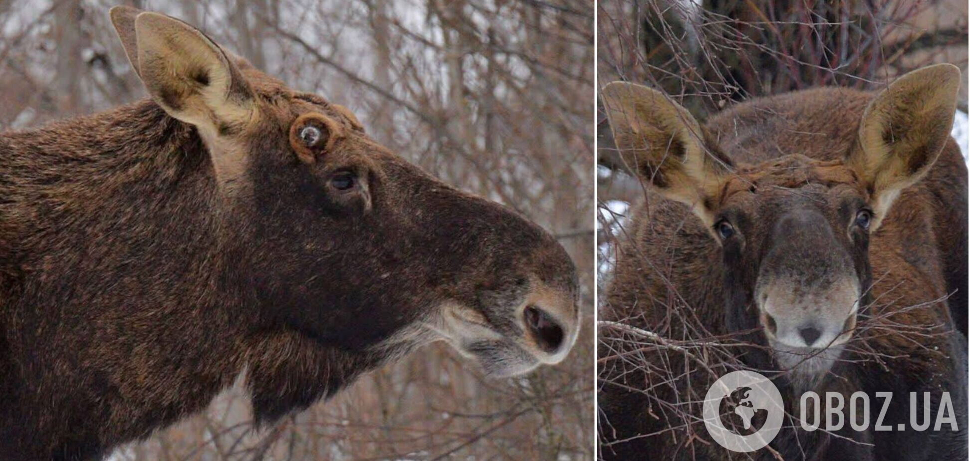Анфас, профиль и улыбка: в Чернобыльской зоне лось специально позировал для камеры фотографа