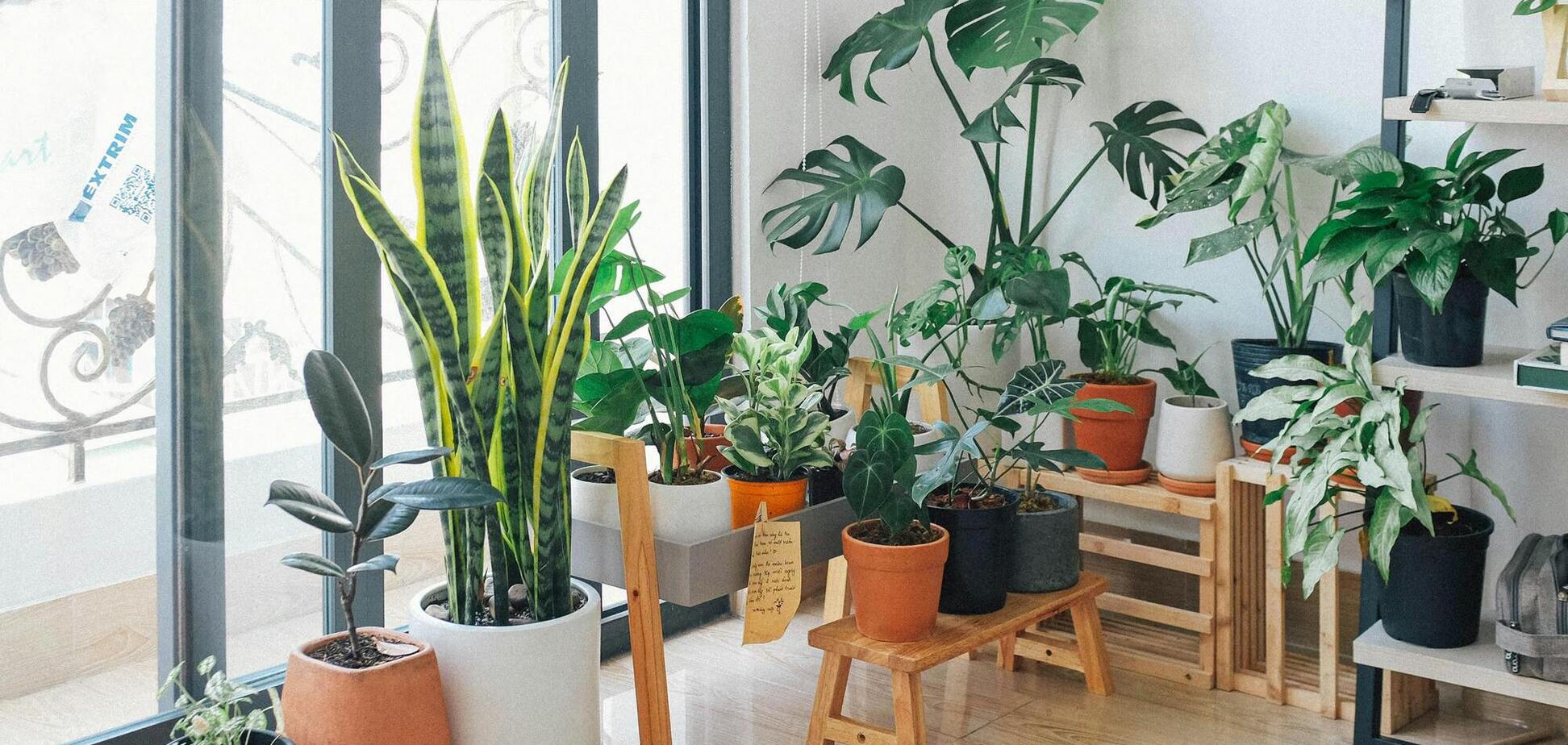 Найкращі кімнатні рослини для людей, у яких немає часу на догляд