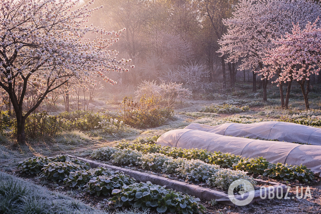 Как спасти сад и огород от весенних морозов: действенные способы