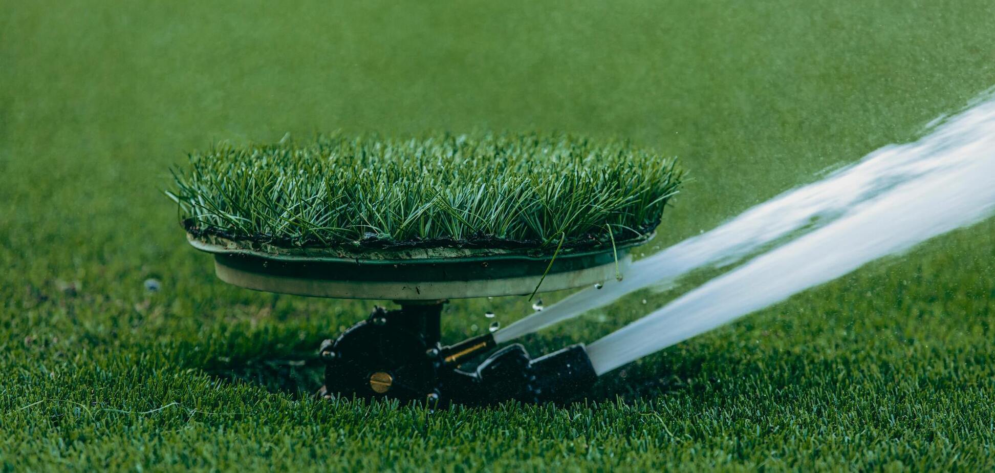 Чем полить газон, чтобы он стал зеленее: натуральное средство