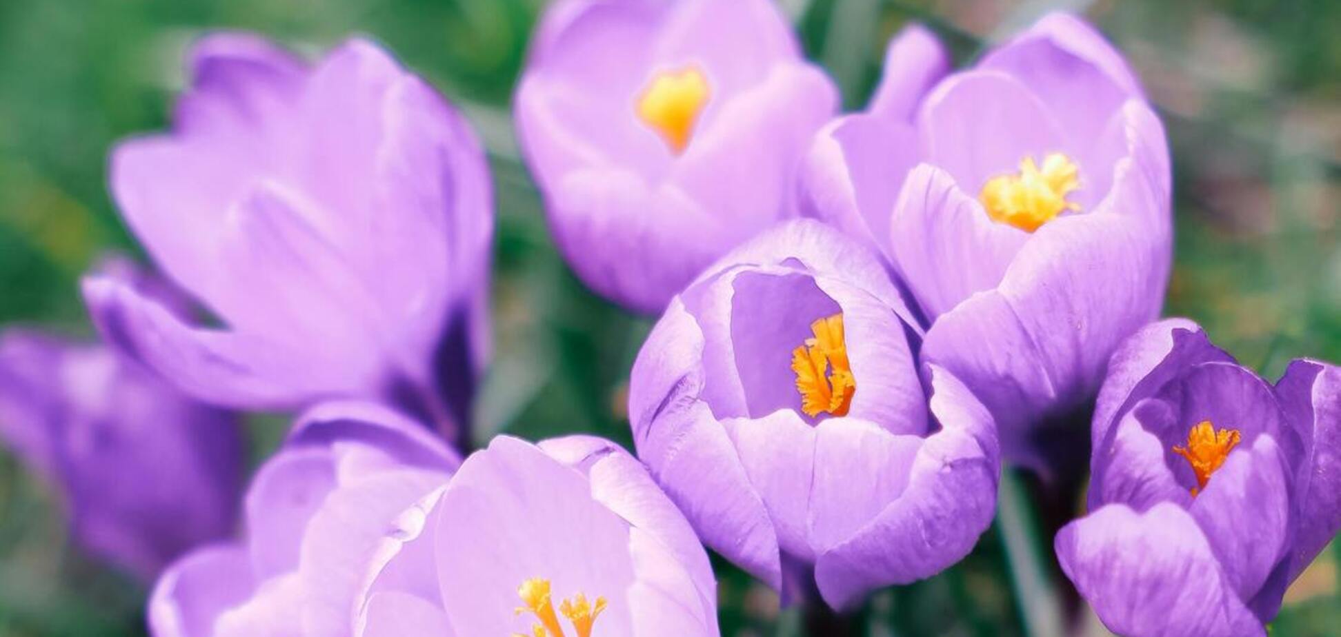 Яке свято відзначають 31 березня в Україні: все про цей день