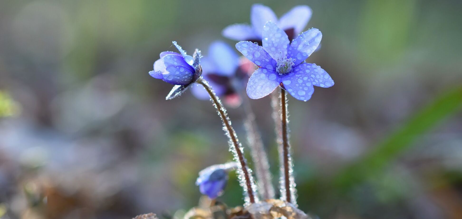 Синоптик дала прогноз на 1 апреля в Украине: будет ли похолодание. Карта