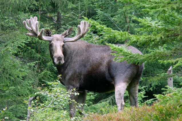 Чорнобильський мутант? У Зоні зафіксували лося 'з двома головами'. Фото та подробиці