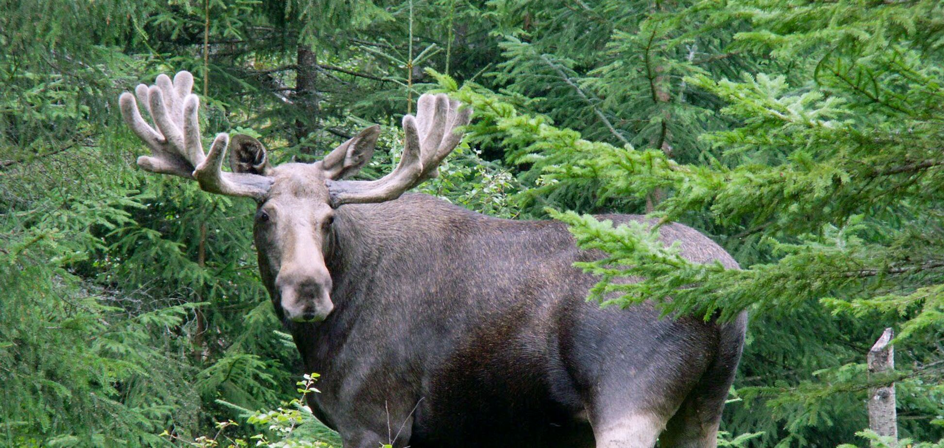 Чорнобильський мутант? У Зоні зафіксували лося 'з двома головами'. Фото та подробиці