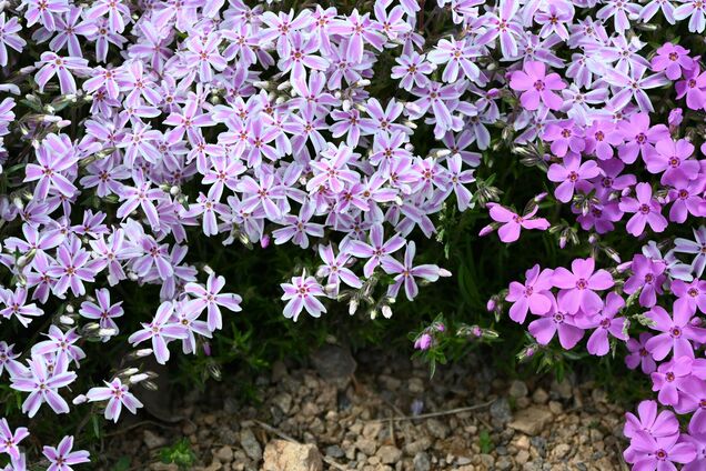 Бурʼяни зникнуть самі: дієвий трюк для вашого саду
